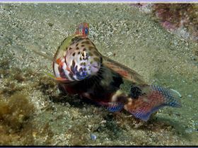 LoxPix Sub-Aqua Image