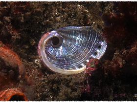 LoxPix Sub-Aqua Image