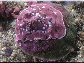 LoxPix Sub-Aqua Image