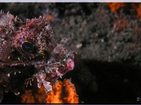 LoxPix Sub-Aqua Image