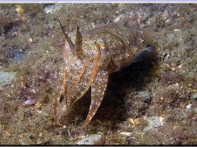 LoxPix Sub-Aqua Image