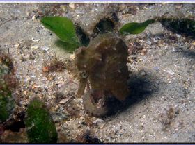 LoxPix Sub-Aqua Image