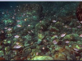 LoxPix Sub-Aqua Image