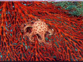 LoxPix Sub-Aqua Image