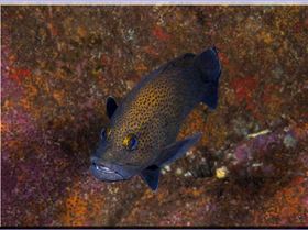 LoxPix Sub-Aqua Image