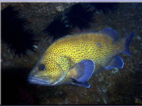 LoxPix Sub-Aqua Image