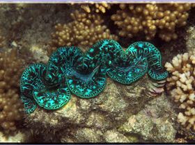 LoxPix Sub-Aqua Image