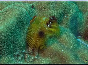 LoxPix Sub-Aqua Image