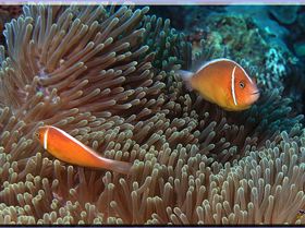 LoxPix Sub-Aqua Image