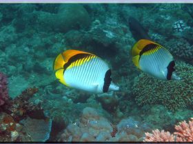 LoxPix Sub-Aqua Image