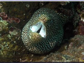 LoxPix Sub-Aqua Image