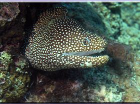 LoxPix Sub-Aqua Image