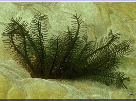 LoxPix Sub-Aqua Image