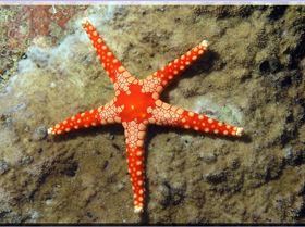 LoxPix Sub-Aqua Image