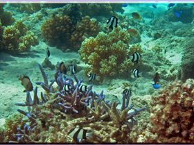 LoxPix Sub-Aqua Image