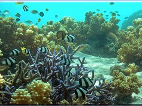 LoxPix Sub-Aqua Image