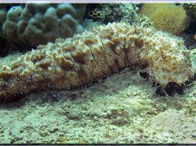 LoxPix Sub-Aqua Image