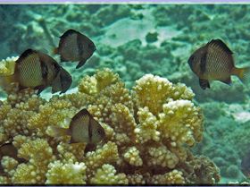 LoxPix Sub-Aqua Image