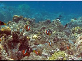 LoxPix Sub-Aqua Image