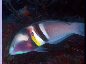 LoxPix Sub-Aqua Image