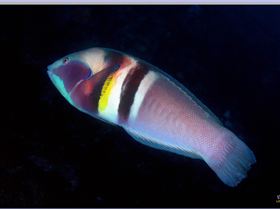 LoxPix Sub-Aqua Image