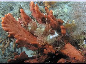 LoxPix Sub-Aqua Image