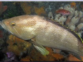 LoxPix Sub-Aqua Image