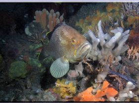 LoxPix Sub-Aqua Image