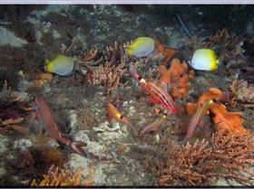 LoxPix Sub-Aqua Image