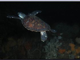 LoxPix Sub-Aqua Image