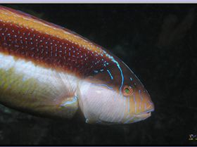 LoxPix Sub-Aqua Image