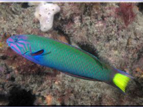 LoxPix Sub-Aqua Image