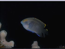 LoxPix Sub-Aqua Image