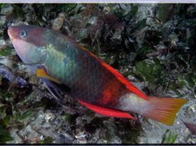 LoxPix Sub-Aqua Image