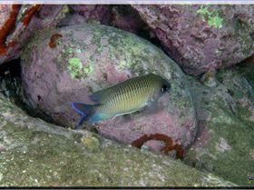 LoxPix Sub-Aqua Image