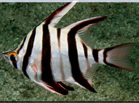 LoxPix Sub-Aqua Image