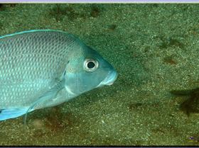 LoxPix Sub-Aqua Image