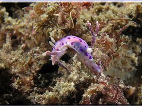 LoxPix Sub-Aqua Image