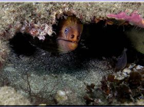 LoxPix Sub-Aqua Image