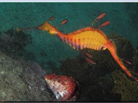 LoxPix Sub-Aqua Image