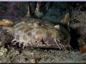 LoxPix Sub-Aqua Image