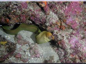 LoxPix Sub-Aqua Image