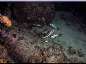 LoxPix Sub-Aqua Image