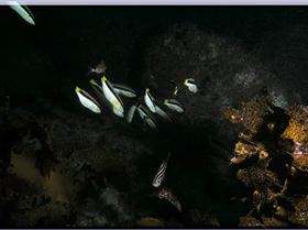 LoxPix Sub-Aqua Image