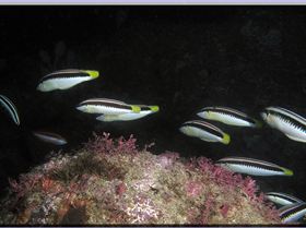 LoxPix Sub-Aqua Image