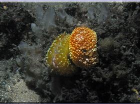 LoxPix Sub-Aqua Image