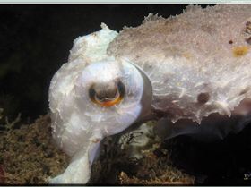 LoxPix Sub-Aqua Image