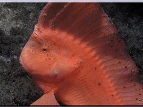 LoxPix Sub-Aqua Image