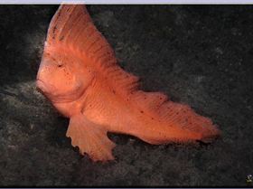 LoxPix Sub-Aqua Image