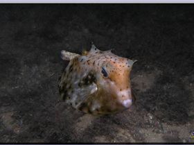 LoxPix Sub-Aqua Image